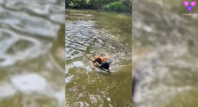 La competición a nado de estos dos perros por conseguir un palo para su dueña