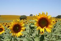 Asaja reclama medidas de apoyo directo para el girasol y la colza tras el "cambio sorpresa" de la PAC