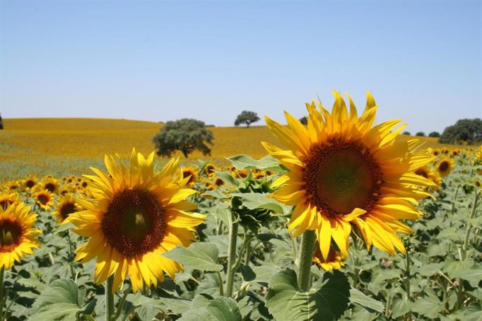 Archivo - Campo de girasol. Pipa de girasol