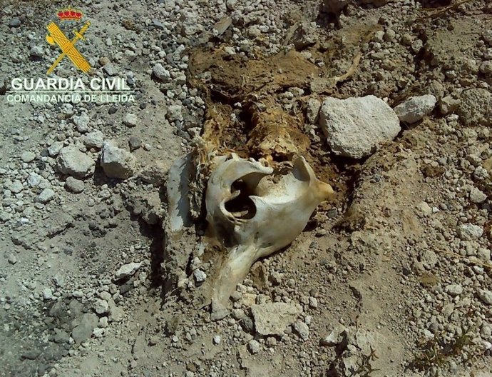 Localizan cerdos muertos y otros residuos en una granja de Figuerola d'Orcau (Lleida)