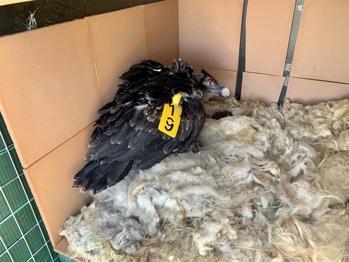 Uno de los quebrantahuesos liberados