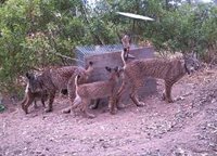 El Gobierno de España destinará 1,3 millones al proyecto turístico 'Sierra Morena, Territorio Lince'