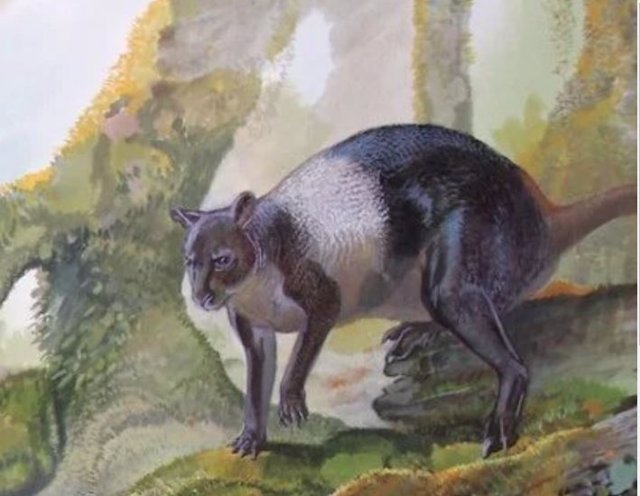 Nuevo género de canguro genuino de Papúa Nueva Guinea