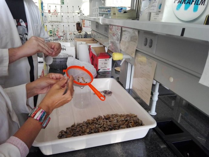 Un adulto consume unos 8.100 microplásticos al año a través de moluscos de media