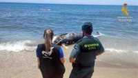 Guardia Civil auxilia el varamiento de una tortuga boba, un delfín y un zifio de Cuvier de seis metros en Almería