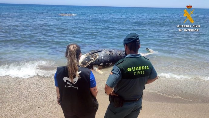 Zifio de Cuvier varado en la playa de Mojácar (Almería)