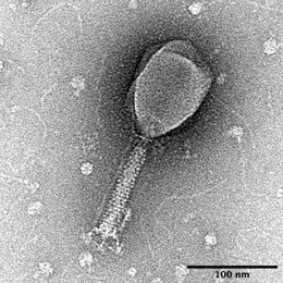 Imagen microscópica de una enterobacteria.