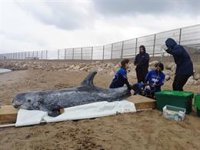 Fundación Oceanogràfic recibe una ayuda de 300.000€ del Miteco para reforzar el rescate de animales marinos