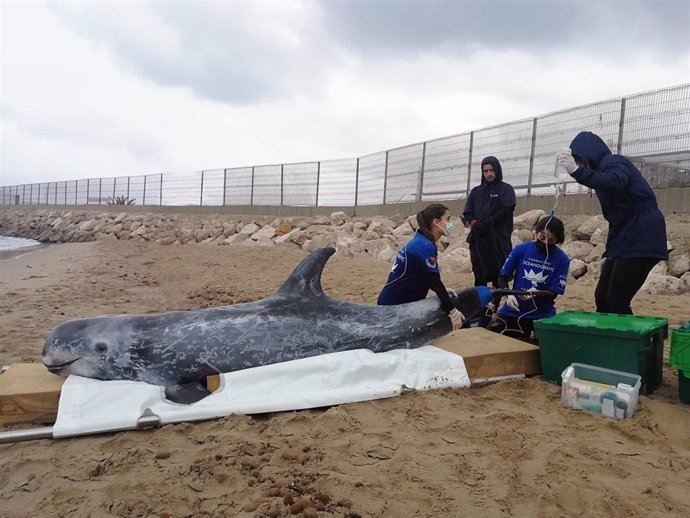 Archivo - El equipo de rescate de la Fundación Oceanogrfic atiende a un calderón gris