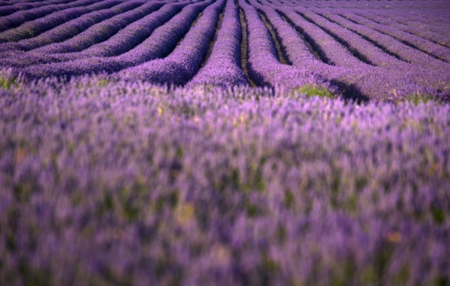 Campos de lavanda en Brihuega (Guadalajara)