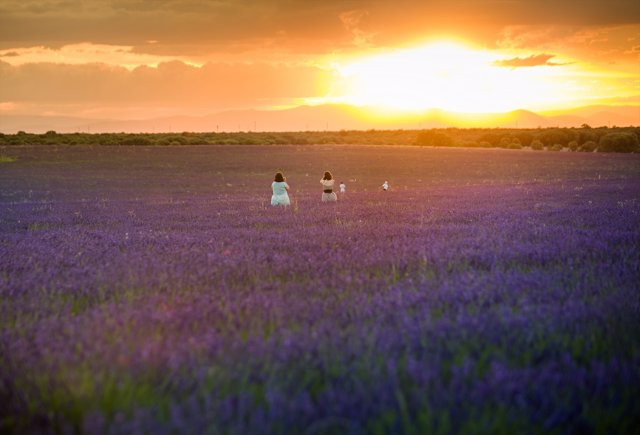 Campos de lavanda en Brihuega (Guadalajara)