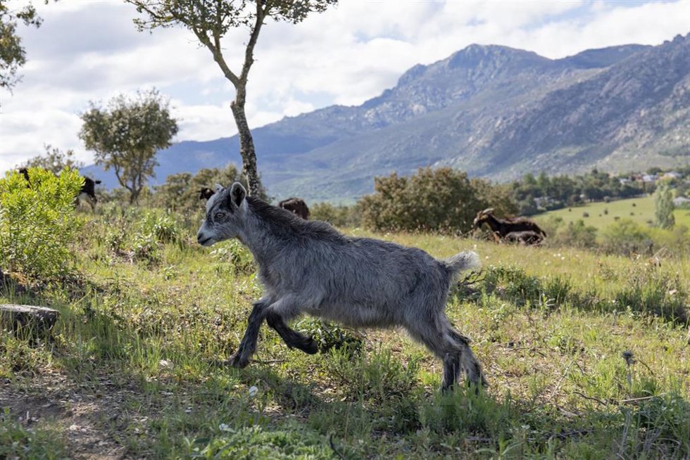 Archivo - Una de las cabras que integran el Rebaño Municipal de Cabra Guadarrameña de El Boalo, a 11 de mayo de 2021 en El Boalo, Madrid (España). El Rebaño Municipal de El Boalo, es un proyecto impulsado por el Ayuntamiento de esta mancomunidad de la S