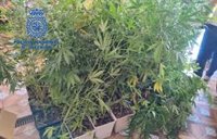 Dos detenidos por una plantación de marihuana en un garaje de Carmonita (Badajoz)