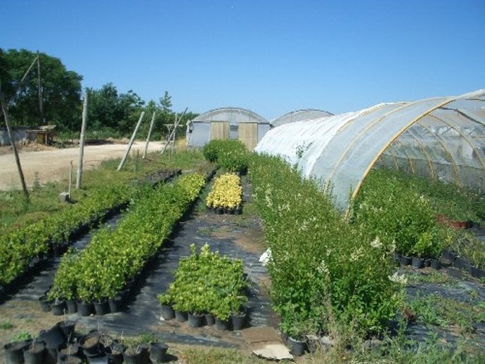 Vivero de Diputación.