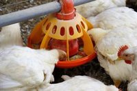 Declarado un foco de la enfermedad de Newcastle en una explotación de pollos de Huércal-Overa (Almería)