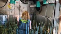 Dos detenidos en El Casar y más de 600 plantas de marihuana incautadas en una vivienda unifamiliar