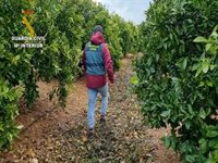 Detenidos dos responsables de una empresa acusados de explotar a trabajadores en fincas de cítricos