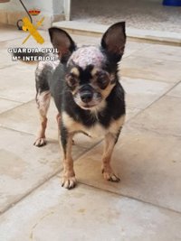 Cuatro investigados, dos de ellos veterinarios, por un supuesto criadero ilegal de perros en Lopera (Jaén)