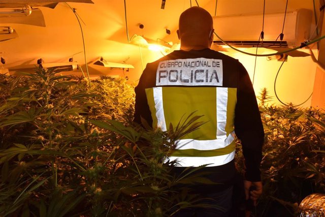 Archivo - VÍDEO: Desarticuladas dos organizaciones dedicadas al cultivo de marihuana en Guadalajara y Madrid