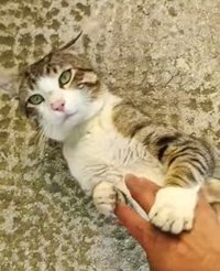 Arjona (Jaén) se manifiesta este domingo para pedir el fin de las muertes de gatos por un vecino del municipio