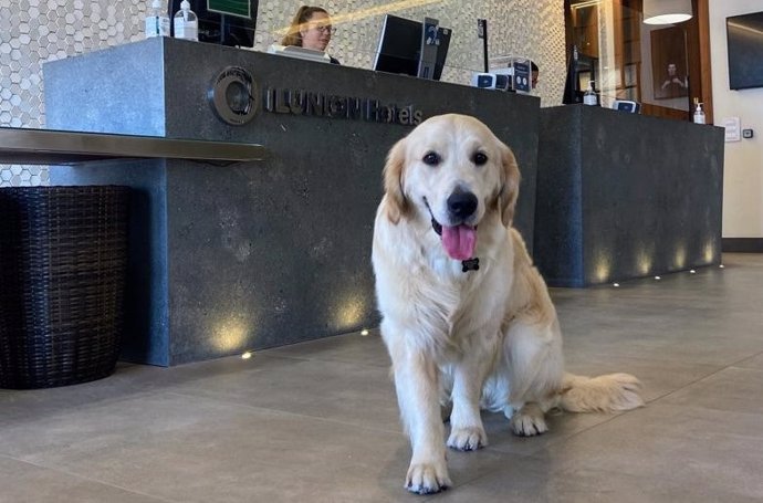 Perro en recepción de Ilunion Hotels