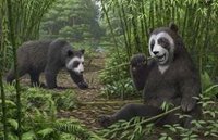 Los pandas ya comían bambú hace seis millones de años