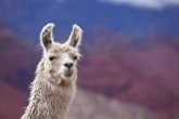 Foto: ¿Por qué las llamas podrían se clave contra la covid-19?