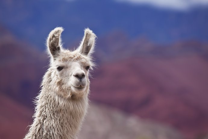 Archivo - Llama, animal