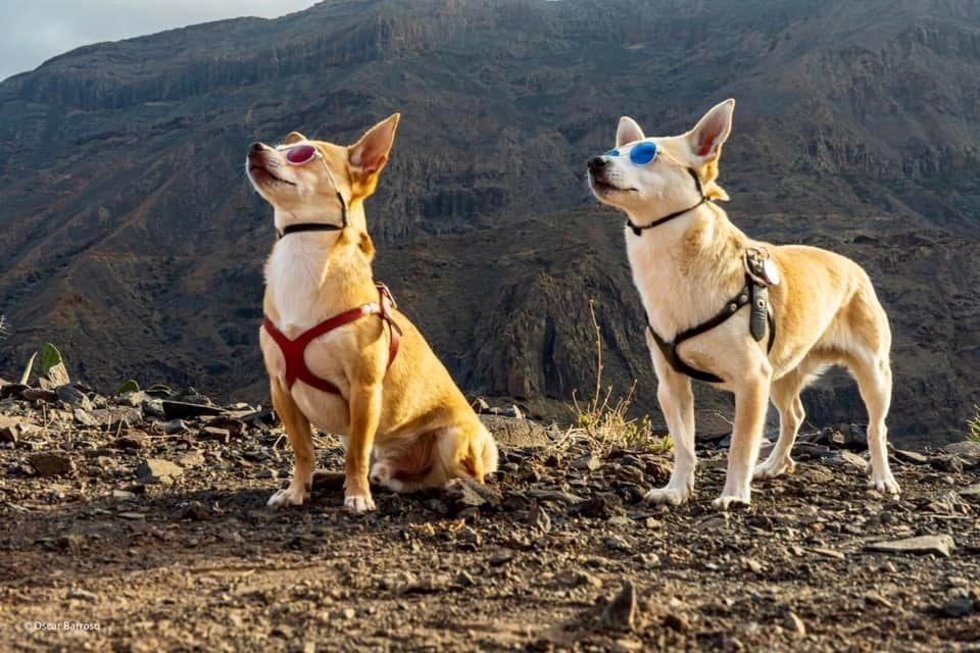 Gran Canaria busca posicionarse como un destino 'pet friendly' para captar nuevos clientes