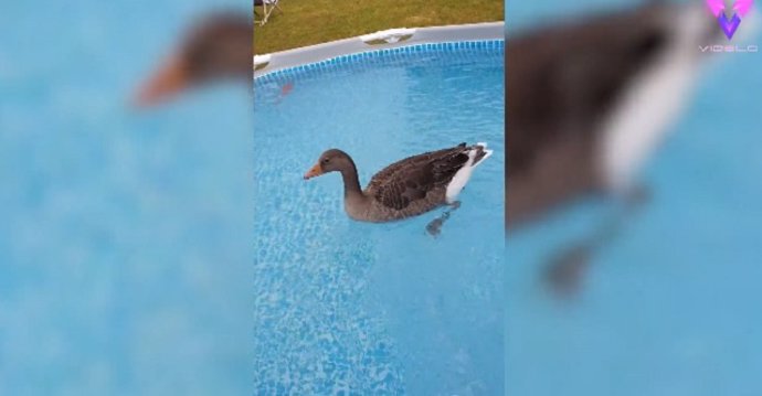 Este hombre monta una piscina... ¡Para su pato!