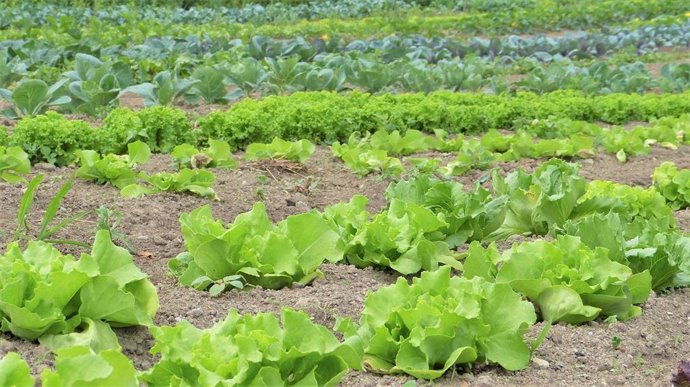 Agricultura ecológica en Canarias