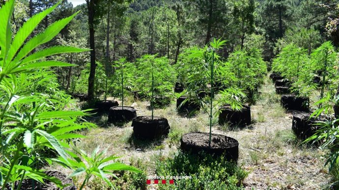 Imatge del cultiu desmantellat a Coll de Nargó (Lleida)