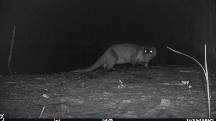 La nutria avistada por la noche en el tramo final del río Llobregat.