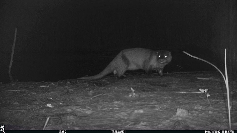 La nutria avistada por la noche en el tramo final del río Llobregat.