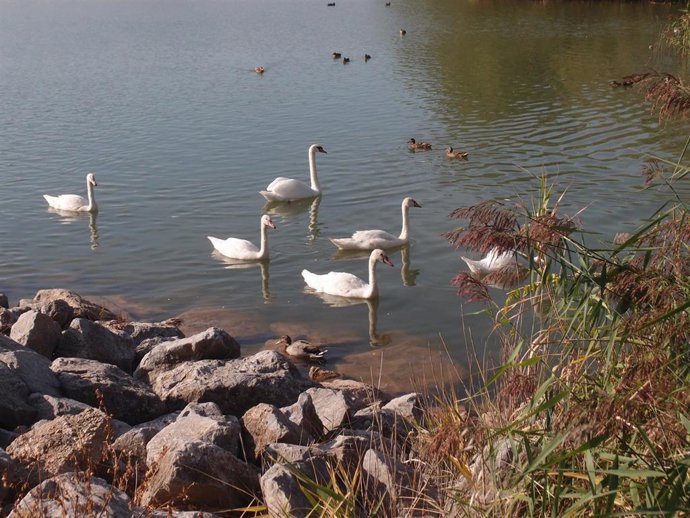 Aves en La Grajea de Logroño