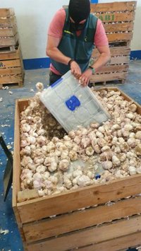 Desarticulado un almacén de distribución de marihuana a Centroeuropa con 122 kilos de droga en Cijuela (Granada)