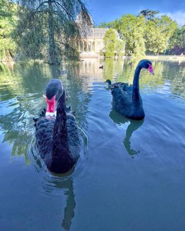 Luna (i), el cisne negro del parque El Retiro, pasea con su nueva pareja, Lorenzo (d), en la laguna del Palacio de Cristal.