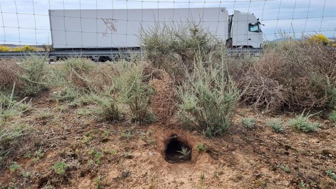 CHA pide al Mitma que solucione los problemas causados en las infraestructuras de su competencia por la plaga de conejos.