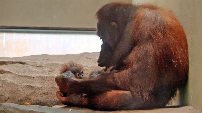 Nova cria d'orangutan de Borneo al costat de la seva mare