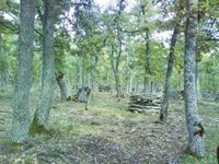 La Rioja eleva a 600.000 euros las ayudas a limpieza bosques para prevenir incendios y eliminar combustibles leñosos