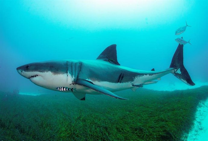 Imagen de archivo de un gran tiburón blanco en Australia