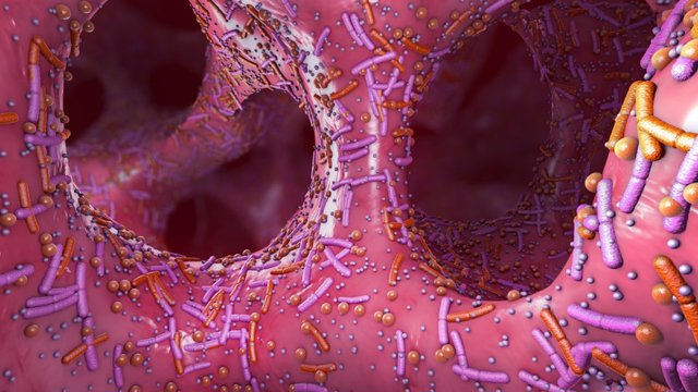 Archivo - Diferentes gérmenes en los intestinos humanos llamados microbiota - Ilustración 3d .Microbiota
