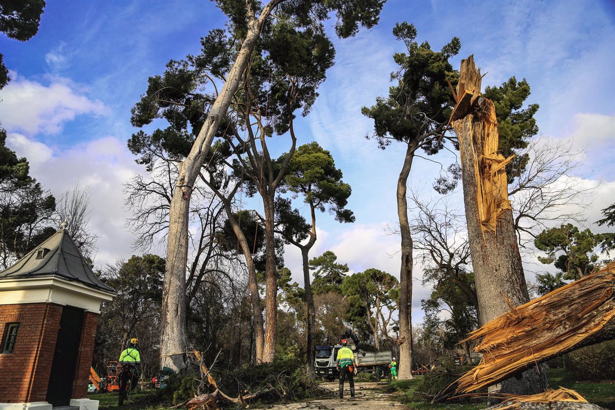 Madrid planta más de 90.000 árboles en siete meses y recupera su masa  forestal previa a Filomena