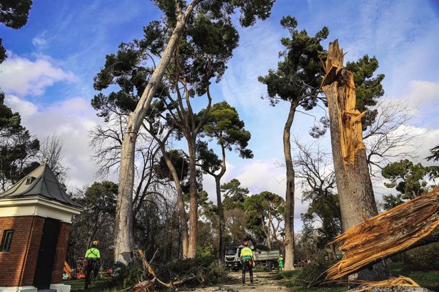 Archivo - Varios operarios realizan trabajos de supervisión de árboles en El Retiro.