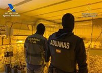 Desarticulado un clan familiar dedicado al tráfico de marihuana en Alcolea (Sevilla) e intervenidas 337 plantas