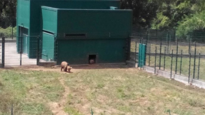 Archivo - Osos en Santo Adriano