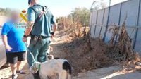 Investigado por maltrato animal en Manzanilla (Huelva) tras localizar una rehala de 56 perros desnutridos y abandonados