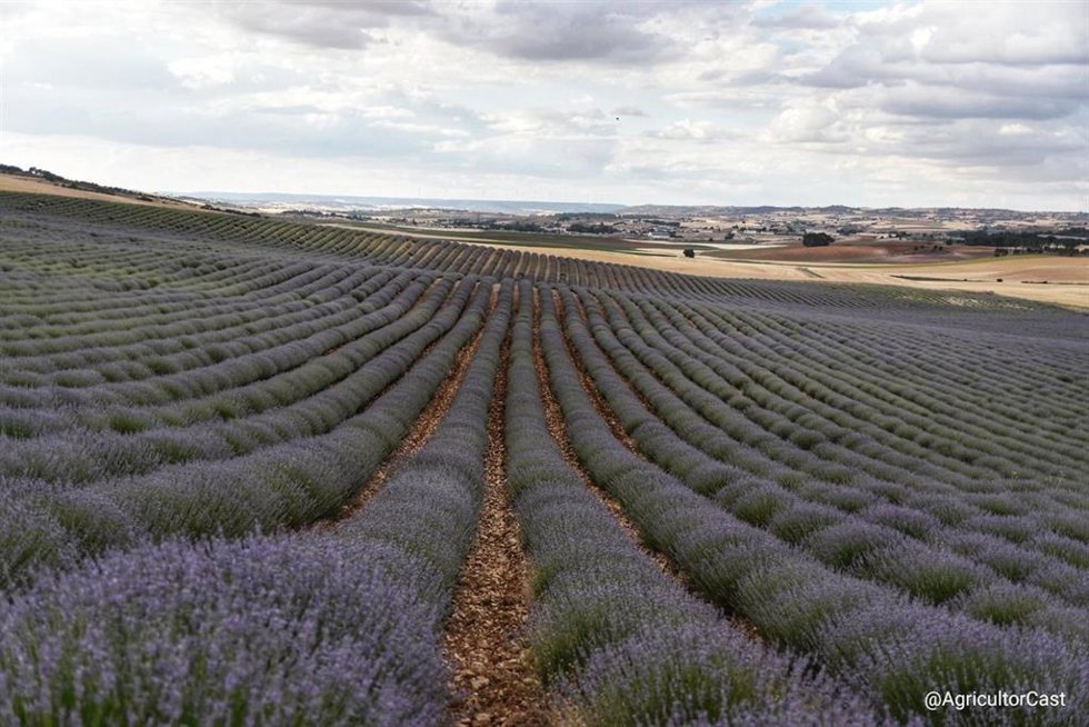 Campos de lavanda fotografiados por el tuitero @AgricultorCast