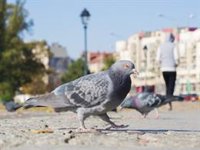 Foro preguntará al gobierno local por la plaga de gaviotas y palomas en Gijón