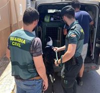 Investigado por maltrato animal por golpear y mantener en malas condiciones a 14 perros en Cala Ratjada